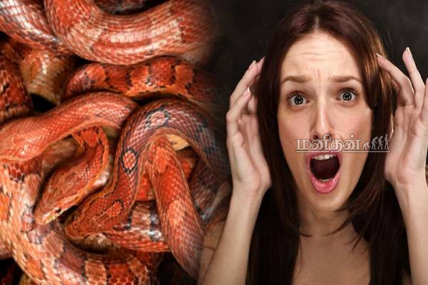 பலரின் உயிரை காவு வாங்கிய இடம்.. போனால் திரும்ப முடியாது! | Most Dangerous Place Snake Island பலரின் உயிரை காவு வாங்கிய இடம்.. போனால் திரும்ப முடியாது! | Most Dangerous Place Snake Island