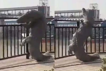 ராட்சத முதலை செய்த காரியம்! நடுநடுங்கிய மக்கள்... வைரல் காட்சி