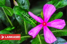 எவ்வகைப் புற்றுநோயையும் விரட்டும் நித்திய கல்யாணி செடி! இத்தனை மருத்துவ குணங்கள் கொண்டதா?