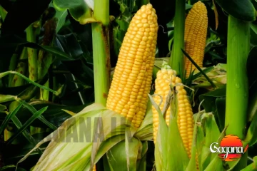 වගා කරනවනම් මෙන්න මේ විදිහට Online ලියාපදිංචි වෙලා ඉන්න