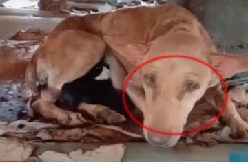 குட்டிகளுடன் மண்ணில் புதைந்த நாய்... இறந்த குட்டிகளை நினைத்து கண்ணீர் சிந்திய காட்சி