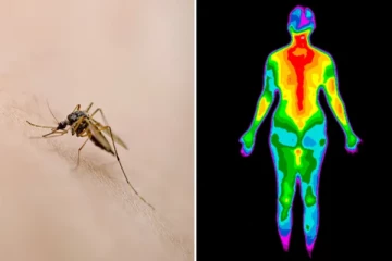 மிகச்சரியாக இரத்தம் இருக்கும் இடத்தைக் கண்டுபிடித்து கொசுக்கள் கடிப்பது எப்படி? தப்ப வழி என்ன?