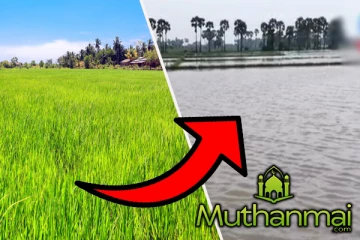 கிண்ணியாவில் நீரில் மூழ்கிய வயல்கள் : கவலையில் விவசாயிகள்