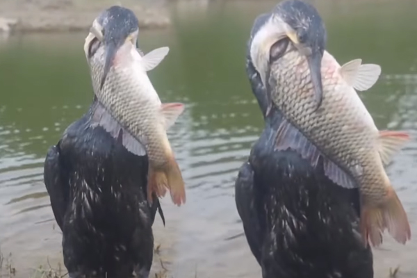 Viral Video: தம்மாத்துண்டு பறவையின் வாயில் இவ்வளவு பெரிய மீனா? கடைசியில நீங்களே பாருங்க | Small Bird Hunt Big Fish And Swallow