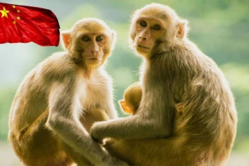 சீனாவுக்கு ஏற்றுமதியாகும் இலங்கை குரங்குகள் - சீனா வெளியிட்ட காரணம்..!