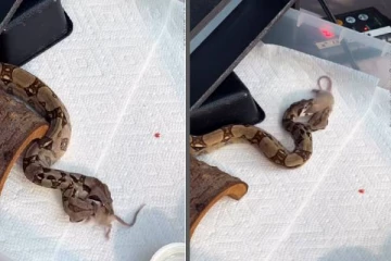 இரட்டை தலை பாம்பு சாப்பிடுவதை பார்த்ததுண்டா? வைரலாகும் காணொளி