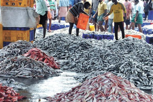மீன்களின் விலைகள் சடுதியாக உயர்வு | Srilanka Economic Crisis Fish Prices