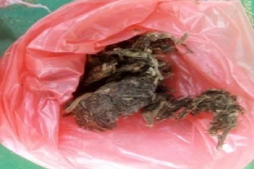 வவுனியாவில் கஞ்சாவுடன் ஒருவர் கைது