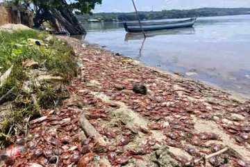 திருகோணமலையில் கரை ஒதுங்கும் சிவப்புநிற நண்டுகள்