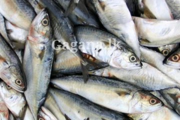 මාළු කාලත් හමාර වෙයි ද?. නව මිල ගණන් සටහන් වුණේ මෙහෙමයි..