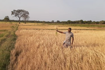 நீரின்மையால் அழிவடைந்த மருதங்குள விவசாயிகளின் 35 ஏக்கர் நெற்செய்கை