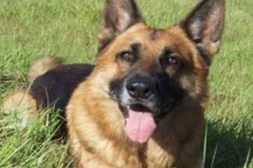 96 சதவீதம் கொரோனா நோயை துல்லியமாக கண்டறியும் நாய்கள்