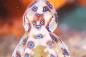 20 நிமிடங்களில் மனிதனை கொல்லும் ஒக்டோபஸ் ; கொடிய விஷத்தை கொண்ட சிறிய உயிரினம்