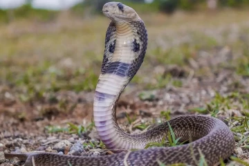 நம்பிய காதலனை நல்ல பாம்பை விட்டு கடிக்க வைத்து கொன்ற காதலி - போலீசார் அதிர்ச்சி..!