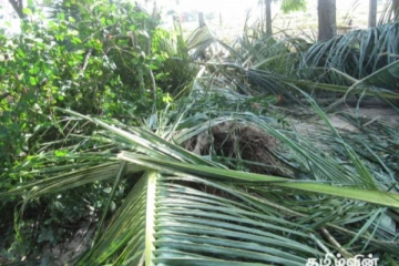 மட்டக்களப்பில் தென்னம் தோட்டத்தை துவம்சம் செய்த காட்டு யானைக்கூட்டம்