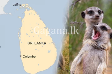 අලුත් සත්තු ජාති තුනක් ලංකාවට. - ඇවිත් තියෙන්නේ කොහෙන්ද බලන්නකෝ.