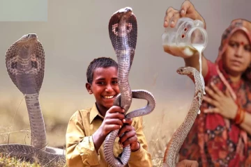 எங்கு பார்த்தாலும் வீட்டிற்கு ஒரு பாம்பு... அதிசய கிராமம்- இதன் பின்னணி என்ன?