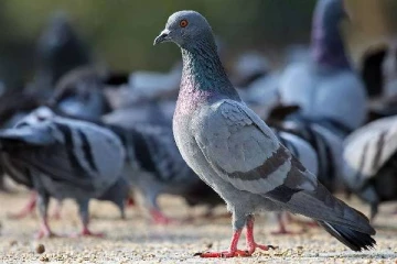 ஜேர்மன் நகரமொன்று வாக்களித்து உறுதி செய்த விடயம்: சண்டையிட்ட விலங்கு நல ஆர்வலர்கள்