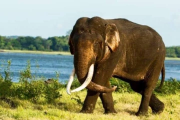 මාස තුනකින් දැකගන්න නැති මහසෙන් ඇතාට මොකද වුණේ? - වනජීවී නිලධාරියෙකු කියන කතාව