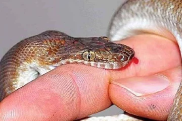 பாம்பு கடித்தால் உடனே என்ன செய்ய வேண்டும்? இவற்றினை மட்டும் செய்யவே கூடாதாம்