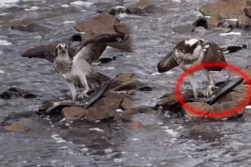 Viral Video: கழுகின் ராட்சத மீன் வேட்டை! மீனுடன் ஓய்வெடுத்த அழகிய தருணம்