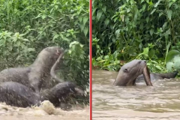 பாம்பை கொடூரமாக வேட்டையாடிய கடல் சிங்கங்கள்... பதரவைக்கும் காட்சி