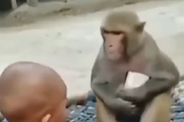 மொபைல் போனுக்காக குட்டி தேவதையுடன் சண்டை போடும் குரங்கு! இறுதியில் என்ன நடந்தது தெரியுமா?