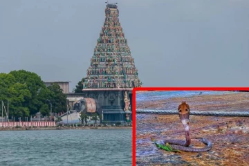 யாழ் ஸ்ரீ நாகபூஷணி அம்மன் ஆலயத்தில் பக்தர்களை மெய் சிலிர்க்க வைத்த நாக பாம்பு!
