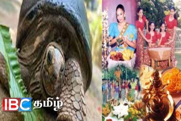 புத்தாண்டு கால எண்ணெய் பூசும் சடங்கு :153 வயது ஆமை தேர்வு