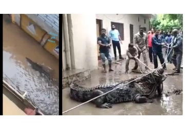 உ.பி. சாலையில் கம்பீரமாக வலம் வந்த ராட்சத முதலை - வைரலாகும் திக்.. திக்.. வீடியோ