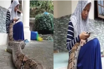 பெண்ணின் மடியில் உறங்கும் 20 அடி நீளமுடைய மலைப்பாம்பு