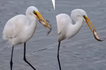 Viral Video: மீனை வேட்டையாடிவிட்டு ராஜநடை போடும் நாரை! கண்கொள்ளாக் காட்சி