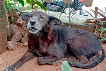 களு என்ற நாயினால் காப்பாற்றப்பட்டுள்ள குழந்தை உட்பட நால்வரின் உயிர்