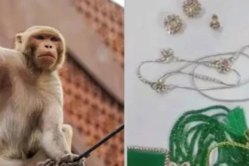 ரூ.20 லட்சம் மதிப்புள்ள நகை பையை தூக்கிச் சென்ற குரங்குகள்.., பல மணிநேர தேடுதலுக்கு பிறகு மீட்பு