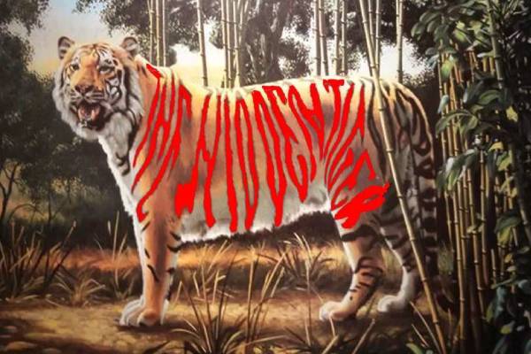 இந்த படத்தில் மறைந்திருக்கும் இன்னுமொரு புலி எங்கே உள்ளது? | Optical Illusion Iq Test Spot The Hidden Tiger இந்த படத்தில் மறைந்திருக்கும் இன்னுமொரு புலி எங்கே உள்ளது? | Optical Illusion Iq Test Spot The Hidden Tiger