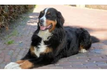 சிரிக்க சொன்னதும்... உடனே சிரித்துக் காட்டிய நாய் - வைரலாகும் வீடியோ