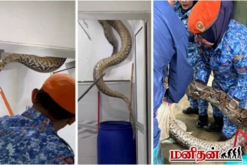 60 கிலோவா? வீட்டிற்குள் புகுந்த ராட்சத மலைப் பாம்பு! பீதியை கிளப்பிய சம்பவம்