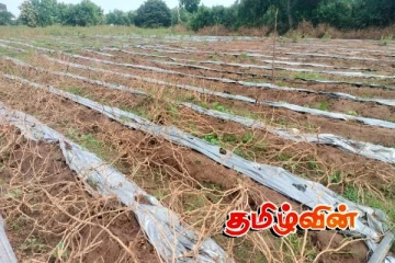 வெள்ளத்தினால் அழிந்த பூசணி பயிர்ச்செய்கை! பல இலட்சம் ரூபாவை இழந்த விவசாயி