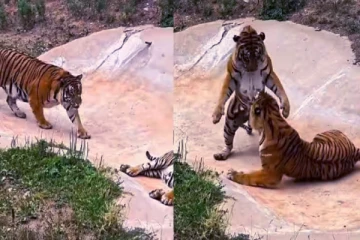 புலி பயந்தோடுவதை பார்த்துள்ளீர்களா? இணையத்தை கலக்கும் வீடியோ