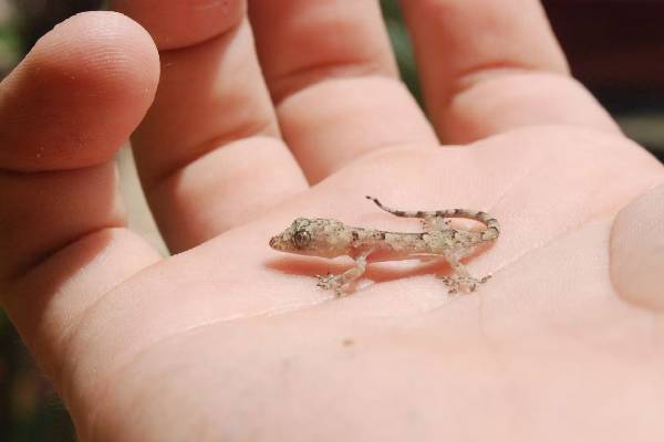 வீட்டில் குட்டி பல்லி அடிக்கடி தென்படுதா? அப்போ இந்த தவறை மட்டும் பண்ணீறாதிங்க! | Is The Small Lizard Goddess Laxmi வீட்டில் குட்டி பல்லி அடிக்கடி தென்படுதா? அப்போ இந்த தவறை மட்டும் பண்ணீறாதிங்க! | Is The Small Lizard Goddess Laxmi