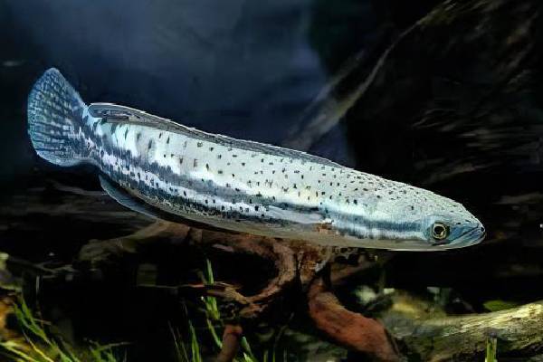 நாட்டில் நான்கு ஆக்கிரமிப்பு மீன் இனங்களுக்கு தடை | Four Invasive Fish Species Banned In The Country
