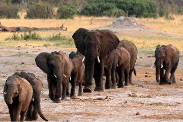 கொத்து கொத்தாக செத்து மடியும் யானைகள்., வானிலை மாற்றம், வறட்சியால் பாதிக்கப்பட்டுள்ள ஆப்பிரிக்க நாடு