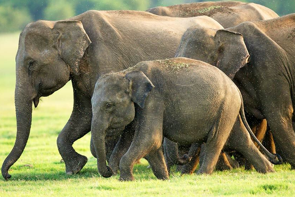 கந்தளாய் பகுதியில் காட்டு யானைகளின் அட்டகாசம் | Wild Elephants Rampage Kandhalai Area கந்தளாய் பகுதியில் காட்டு யானைகளின் அட்டகாசம் | Wild Elephants Rampage Kandhalai Area