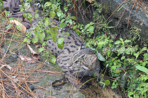 தியகல பகுதியில் ஒரு சிறுத்தை குட்டி உயிருடன் மீட்பு! | Injured Leopard Cub Rescued In Diyagala Area
