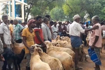 பக்ரீத் பண்டிகையொட்டி ஆட்டுச் சந்தையில் 5 கோடிக்கு விற்பனையான ஆடுகள்..!