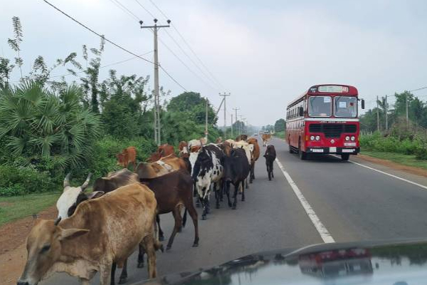 A 9 விதியில் ஏற்பட்டுள்ள அவல நிலை தொடருமா? | Jaffna Kandy Street Way A9 Street Hospital A 9 விதியில் ஏற்பட்டுள்ள அவல நிலை தொடருமா? | Jaffna Kandy Street Way A9 Street Hospital