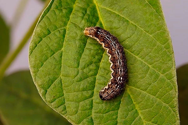 ஜேர்மனிக்கு அண்டை நாடொன்றிலிருந்து பரவும் பிரச்சினை | Tropical Parasite Moves From Swiss To Germany