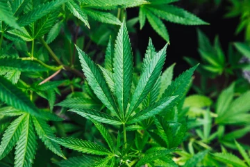 கஞ்சாவை பயிரிடுவதற்கான பிரேரணை சமர்ப்பிப்பு