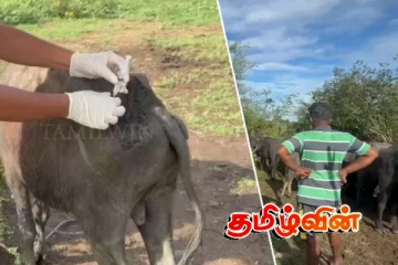 கிண்ணியாவில் மேய்ச்சல் தரைக்கான தகராறில் 30 மாடுகள் வாள்வெட்டுக்கு இலக்கு
