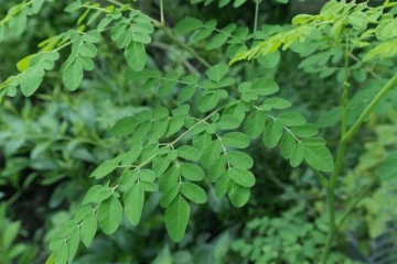 புற்றுநோயை குணப்படுத்தும் ‘அபூர்வ இலை’ ஆனால் இவர்கள் சாப்பிடக் கூடாது!